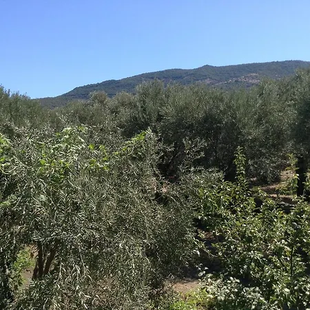 Affittacamere To Let To Kyma Skala Sikamineas Skala Sykamineas
